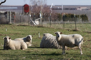 Sheep in the Pastures